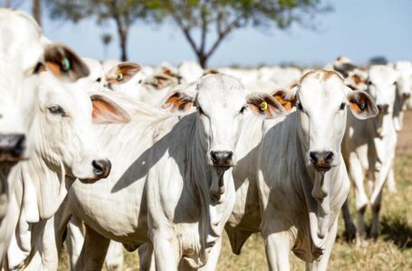 MT atinge recorde histórico no volume de abate bovinos no 1º trimestre